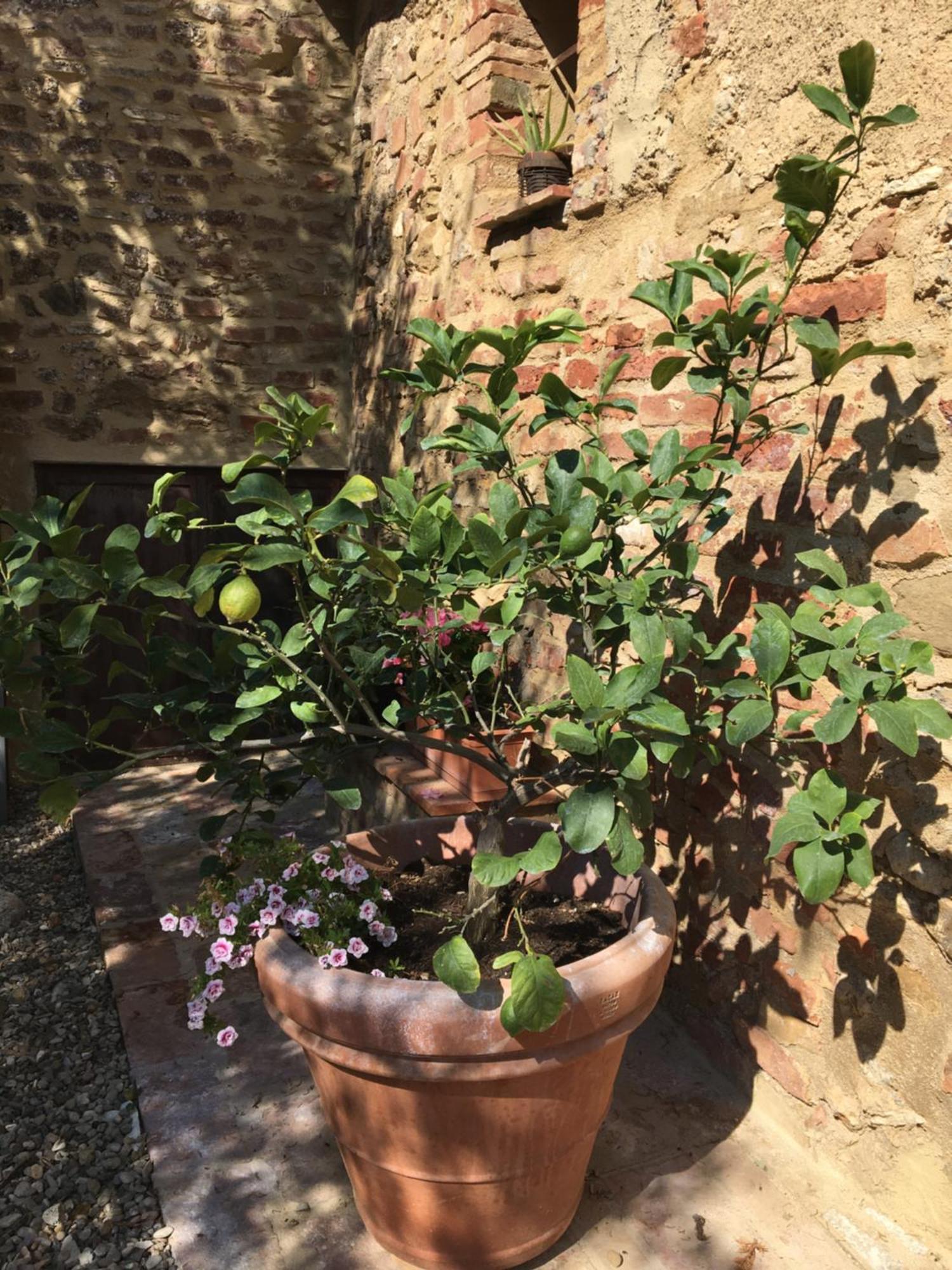 Ferienwohnung Agli Olivi Di Marciano Siena Exterior foto