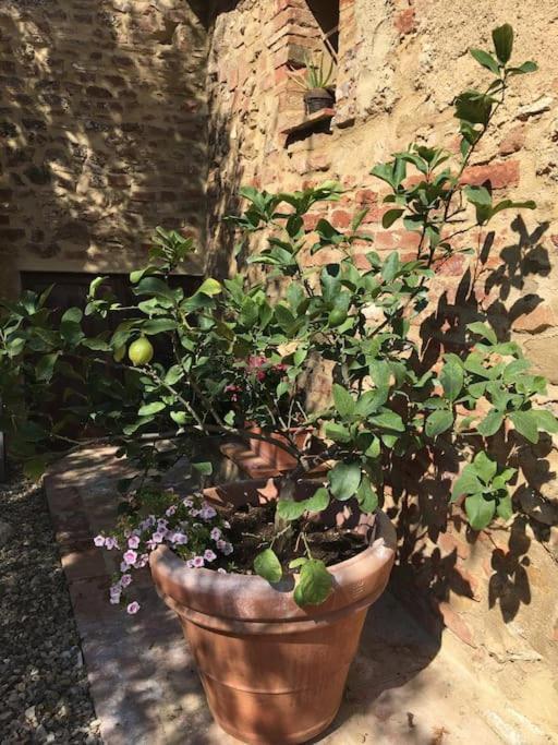 Ferienwohnung Agli Olivi Di Marciano Siena Exterior foto